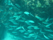 IMG_1385.JPG