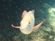 IMG_1416.JPG
