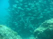IMG_1425.JPG