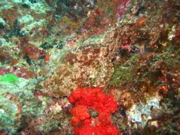 IMG_1427.JPG