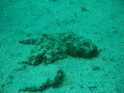 IMG_1433.JPG