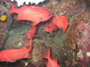 IMG_1435.JPG