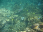 Lotsa fish