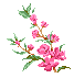 Peach blossom