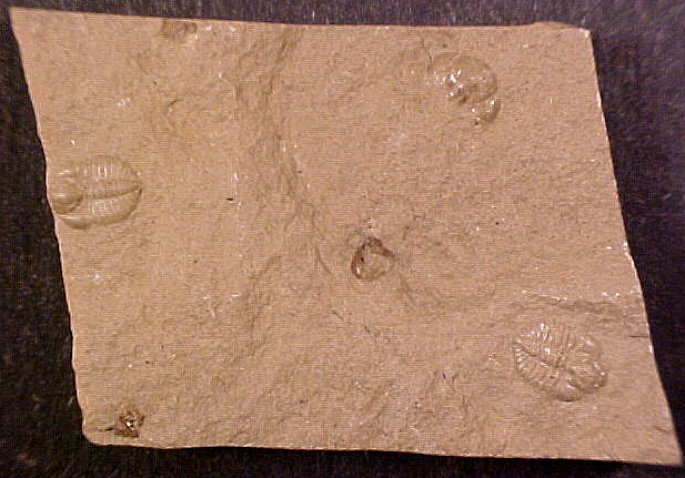 Ampyxina bellatula