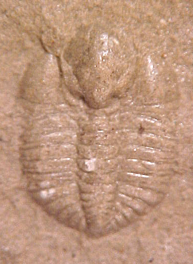 Ampyxina bellatula
