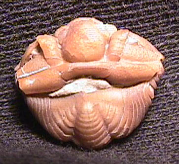 Calymene clavicula