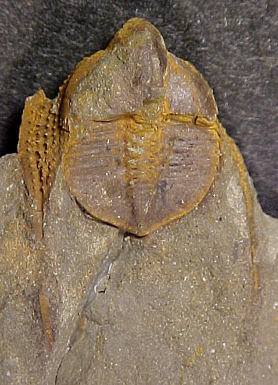 Cryptolithus bellulus