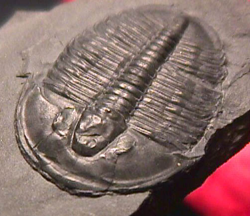 Elrathia kingii