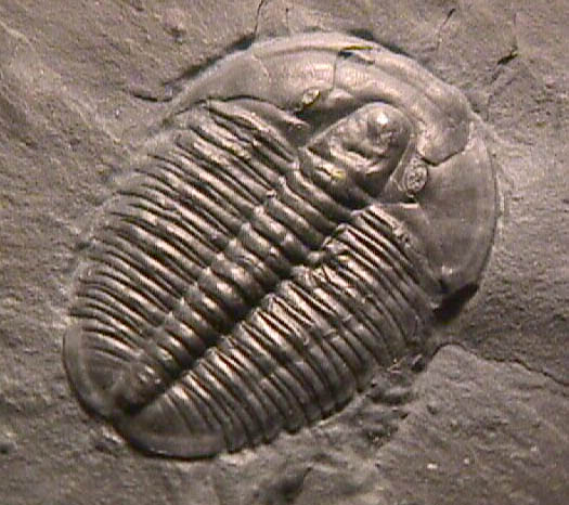 Elrathia kingii