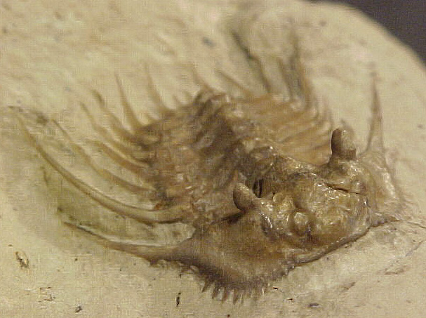 Kettneraspis williamsi