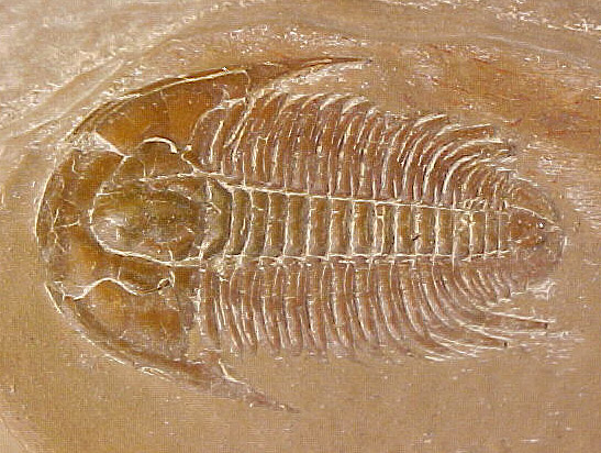 Modecia typicalis