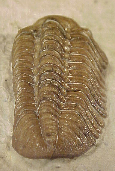 Reedops deckeri