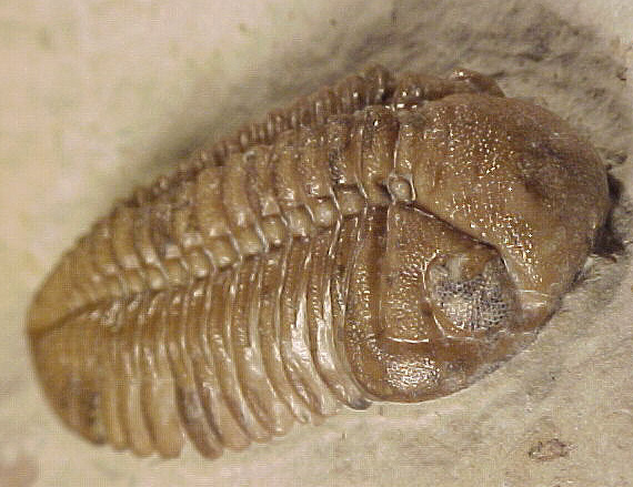 Reedops deckeri