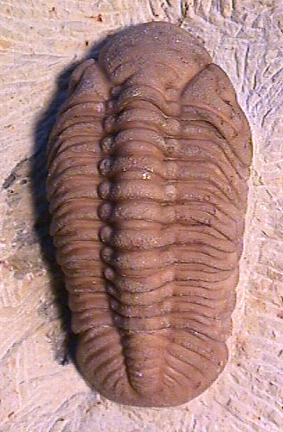 Reedops deckeri