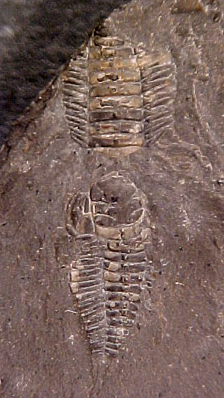 Triarthrus eatoni