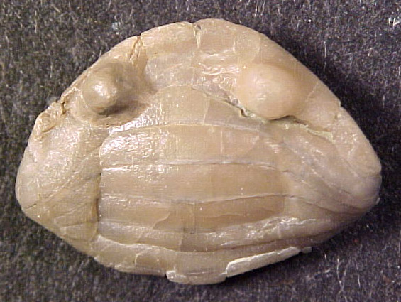 Anataphrus vigilans