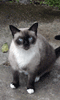 Stray cat, Medea, pretty girl, huh?