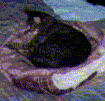 Cleo lying around