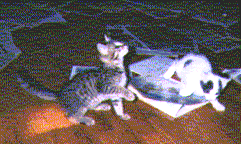 Cleo and Osage