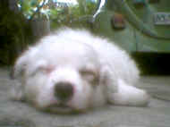 puppy sleep