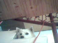 our dog SPRONGKLONG