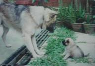 fotodogs [chippy and fibre]