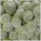 texture [cacti]