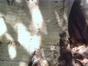 Big Roots