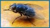 Bluebottle Fly