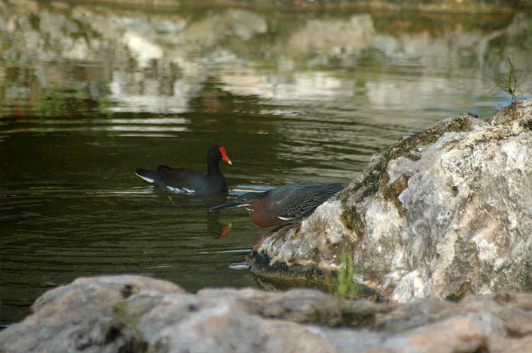 050DSC_0386