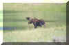 moose.jpg (35322 bytes)