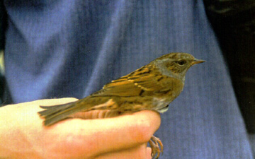 Dunnock