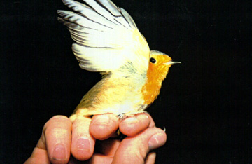 Robin