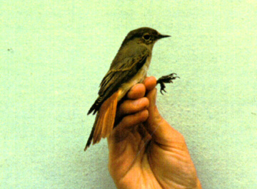Redstart
