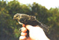 Barred Warbler
