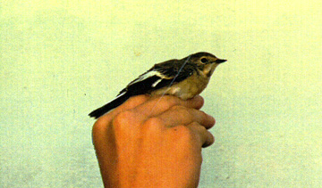 Collared Flycatcher