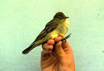 Icterine Warbler