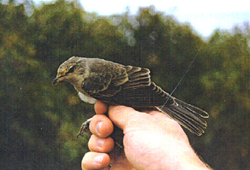 Barred Warbler