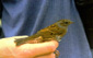 Dunnock