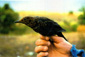 Blackbird