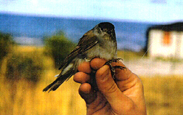 Blackcap