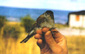 Blackcap
