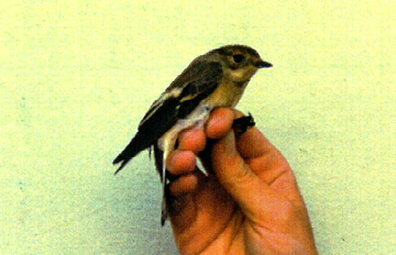 Pied Flycatcher