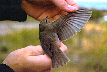 Garden Warbler
