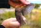 Garden Warbler