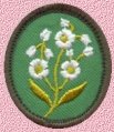 forgetmenot.jpg (5250 bytes)