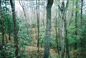 50milehike2005edwardhornsbypic003.JPG (48240 bytes)