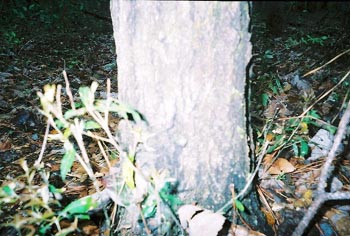 50milehike2005edwardhornsbypic040.JPG (39223 bytes)