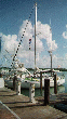 Mr. Ed at Hawk's Cay